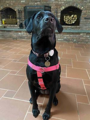 AirTag Dog Collar Holder