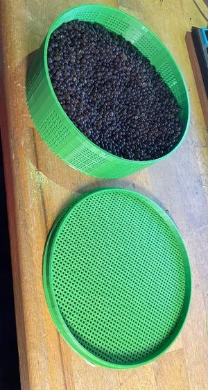silica gel sieve box - Silicat Gel Sieb Box zum nutzen und trocknen