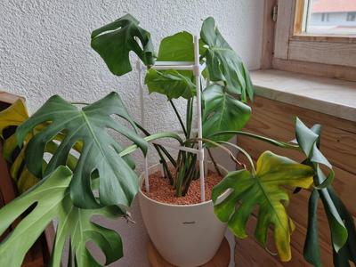 modular plant climbing frame - plant support