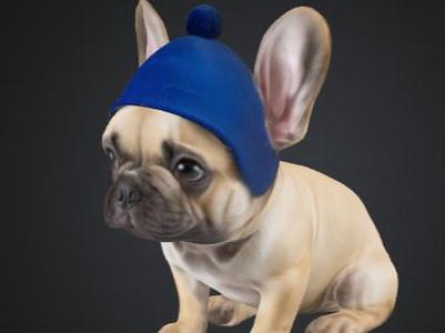 Last filament french bulldog with hat
