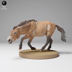Przewalski s Horse Running