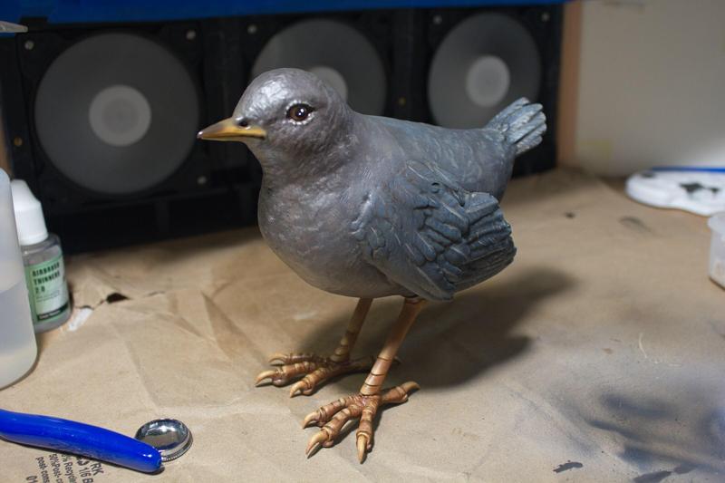 American Dipper Bird
