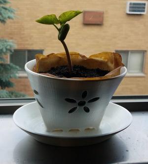 Self-Watering Planter