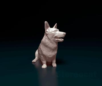 Pembroke Welsh Corgi