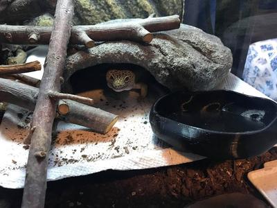 Mealworm Dish 10cm diameterish
