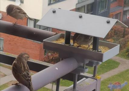 Bird feeder