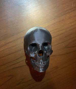 human skull