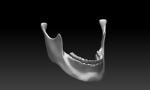 STANDARD JAW (JUST JAW) FOR SKULLHILL'S SKULLS