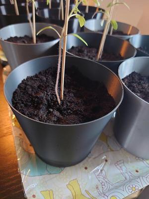 Tomato Planter