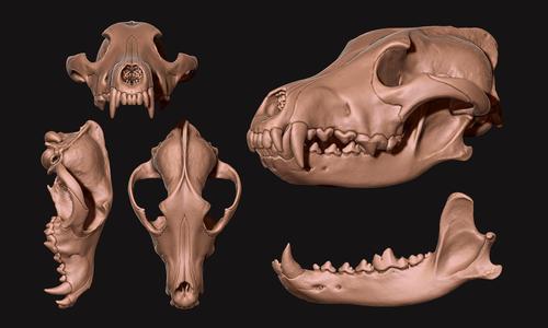 Wolf Skull - Canis lupus lupus