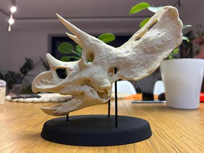 Triceratops skull base, stand   