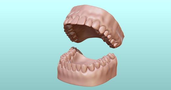 Dental Human Teeth model
