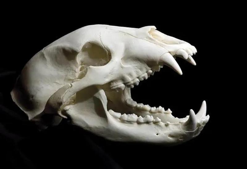 Black bear skull (very high quality)   