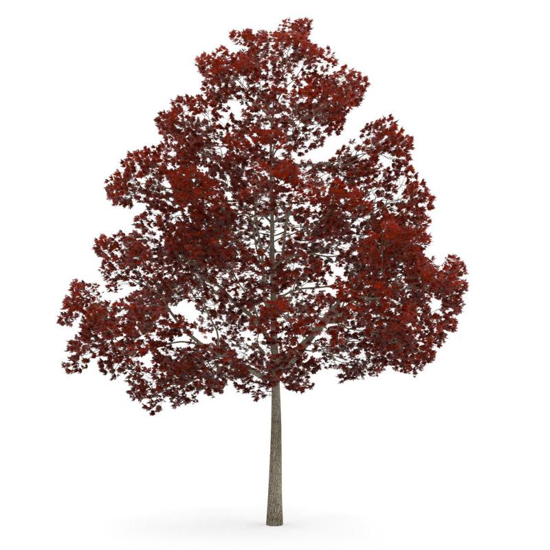 tree 3d model