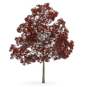 tree 3d model