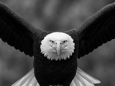 Majestic Eagle – HueForge