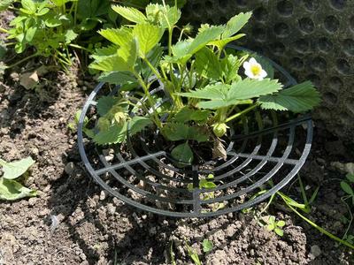 Protective basket for growing strawberries   