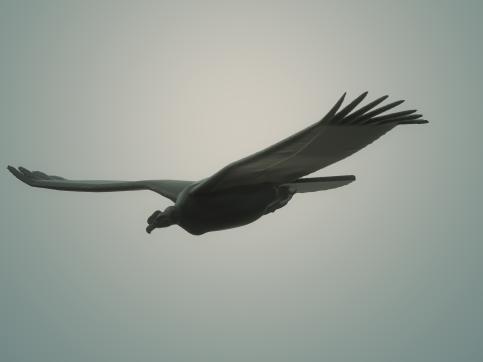 Andean Condor
