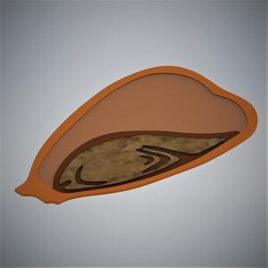 One Cotyledon - Monocot