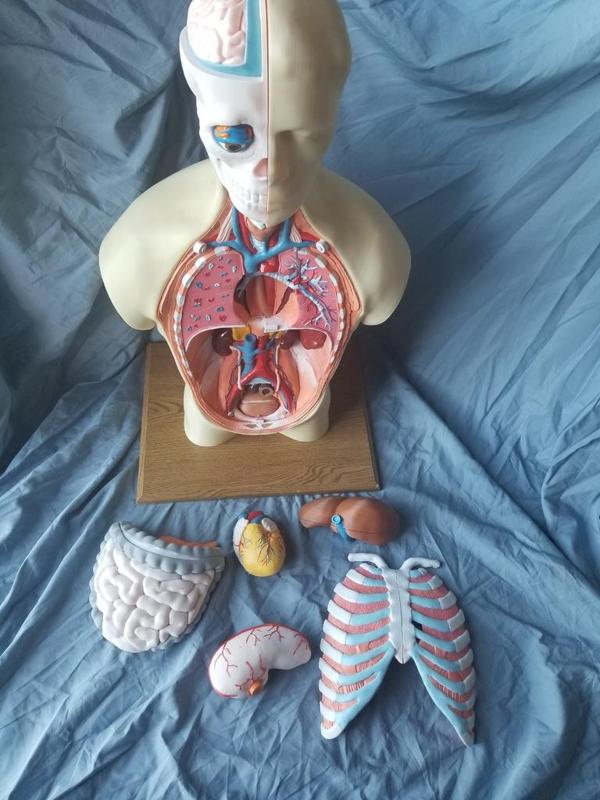 Human Anatomy Torso Model