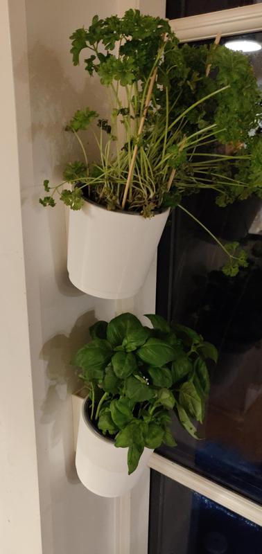 Wall mounted flower pot