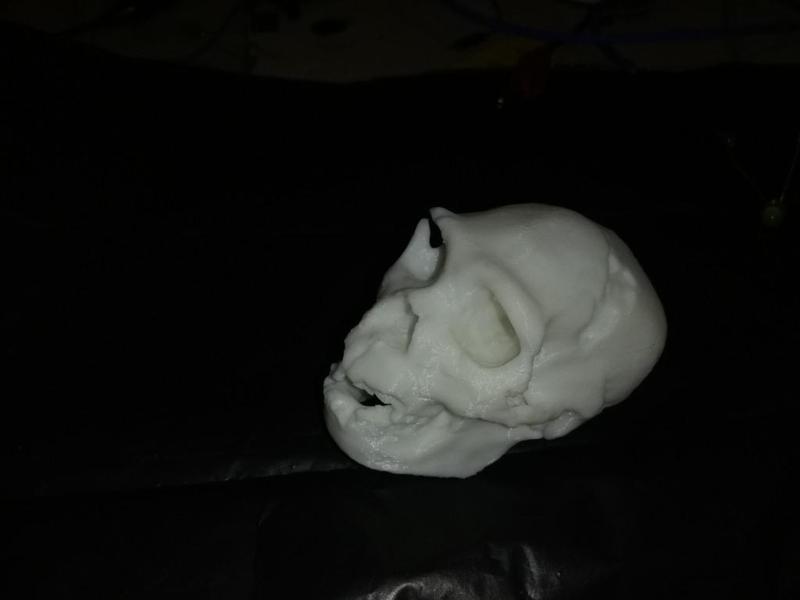 Homo Heidelbergensis