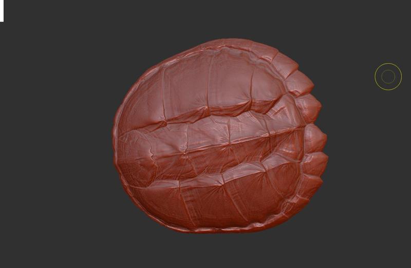 Scanned model of snapping turtle shell