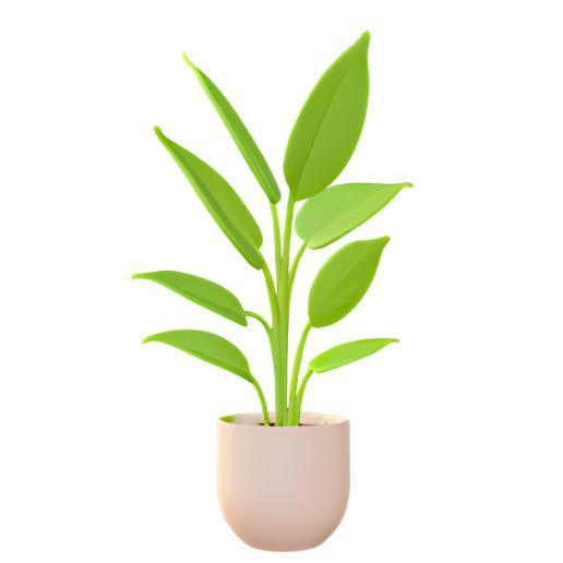 Potted Spathiphyllum Plant