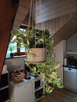 Planter hanger