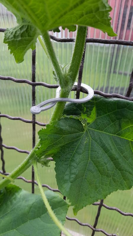 snadný rychlý clip rostlin v1