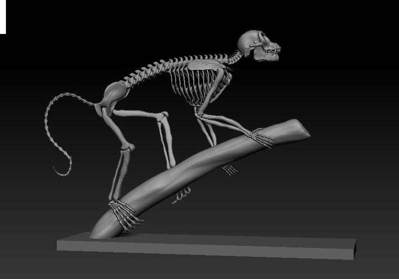 Monkey skeleton sculpture model