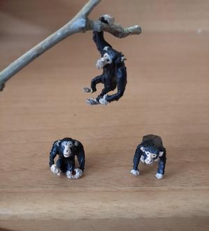 Chimpanzees