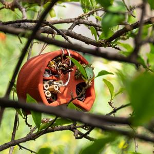 The Baobug Bug Hotel