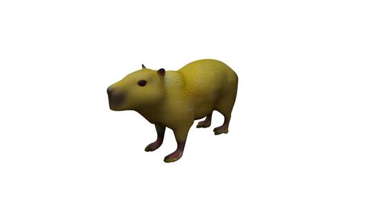 Male capybara