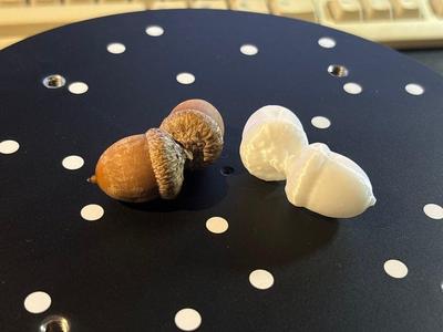 twin acorns (3d scan)