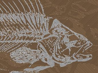 Fossil trout