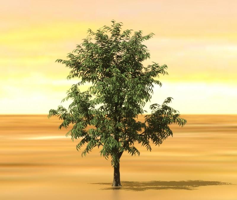Peach Tree