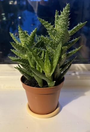 (Parametric) Round Plant Pot Drip Tray