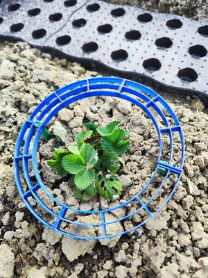 Mat for Strawberries