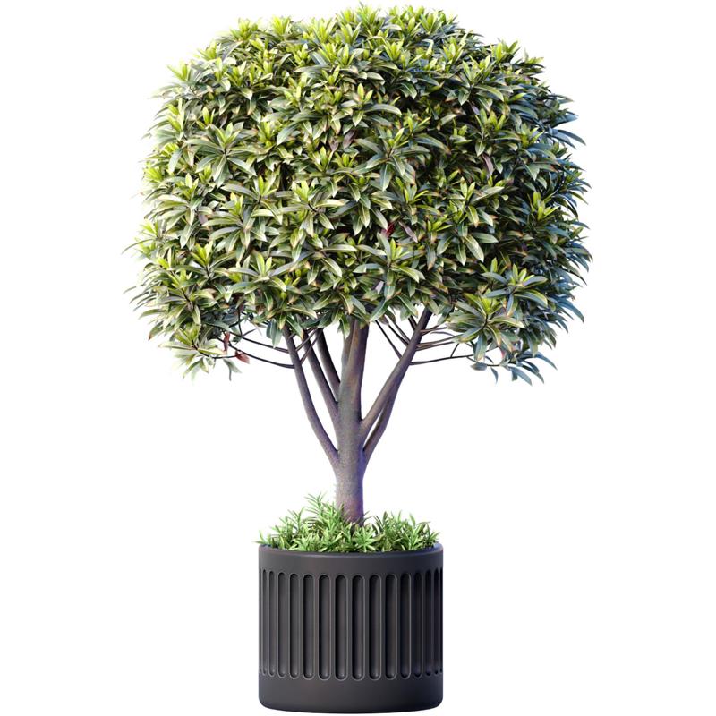Decorative tree in a modern black  pot, vase, urn. Houseplant Indoor plant Art Deco