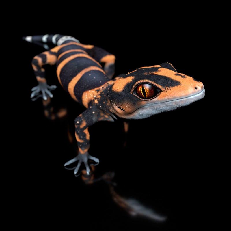 Japanese Cave Gecko-Goniurosaurus orientalis-STL with Full-Size Texture-High-Polygon 3D Model incl. Zbrush-Originals