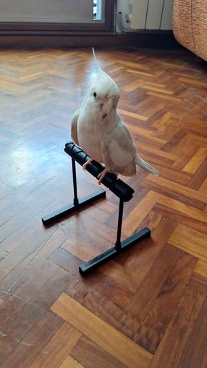 Bird Desk Perch