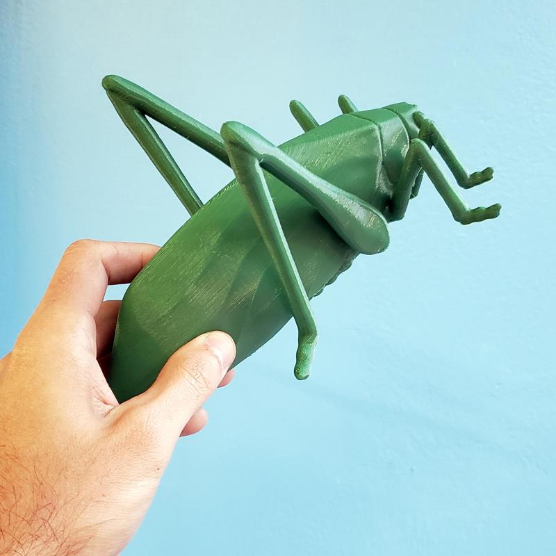 Esperanza (genus) insect