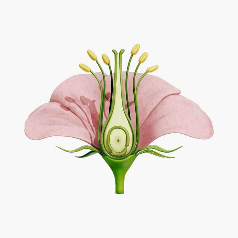 Anatomy of A Flower