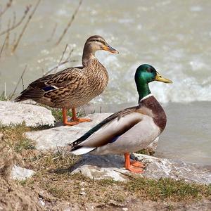LOUD Duck Call