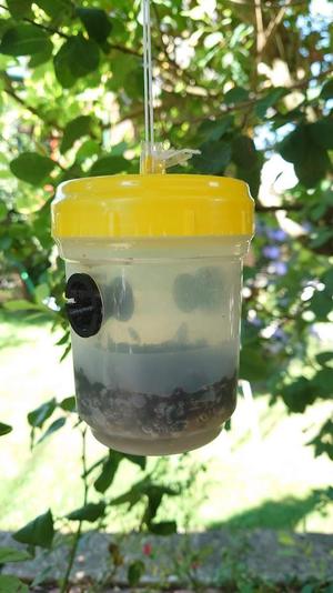 Better Wasp-Trap
