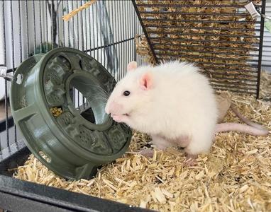 Multi Slider Rat Enrichment & Foraging Toy