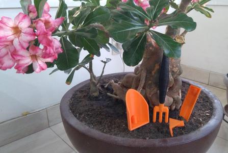 TOOLS FOR POTTED GARDENING