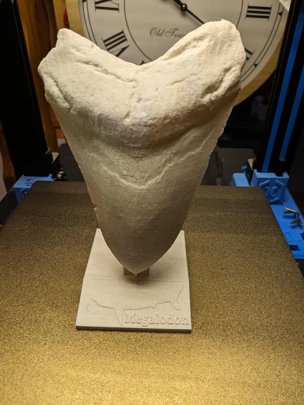 Megalodon tooth / Megalodon Zahn