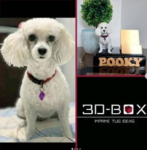 POODLE DOG